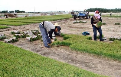 中国成功研发沙漠种水稻技术外国专家直呼不可能 【猫眼看人】-凯迪社区